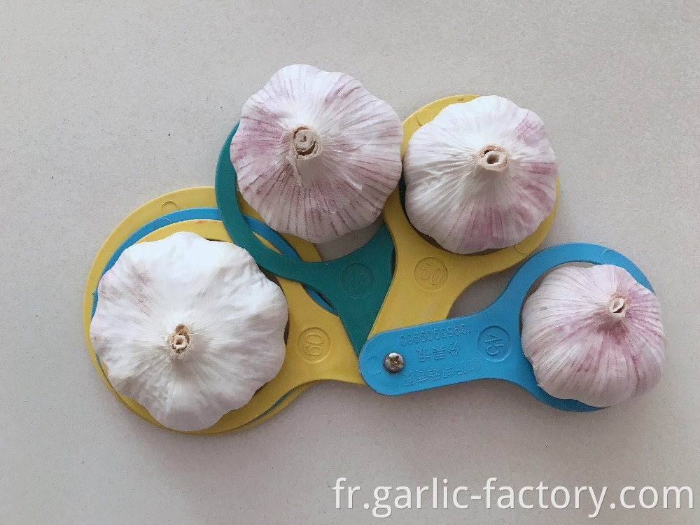 Purple fresh garlic alho Ail ajo